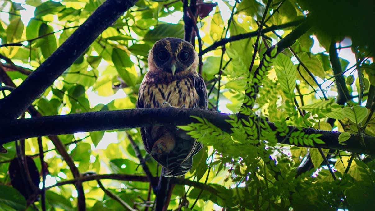 Birdwatching Tour