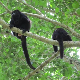 monos guatemala