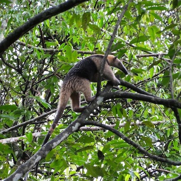 Anteater Rio Dulce